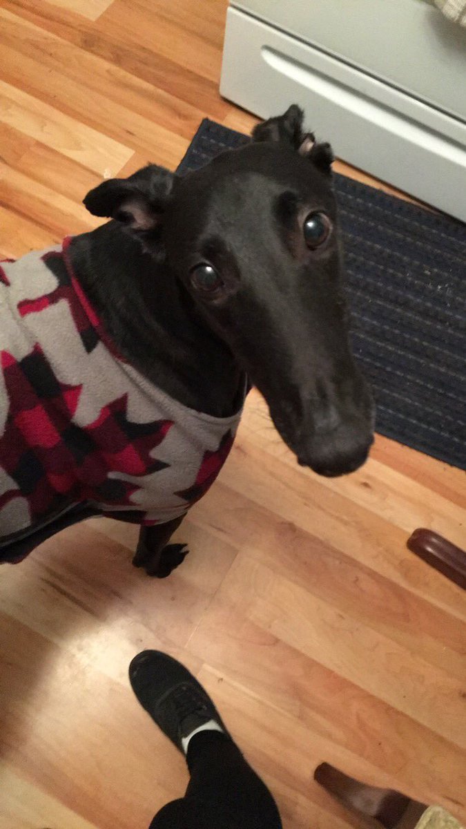 mhague_'s tweet photo. #BellLetsTalk about emotional support animals (official or not) and how they make everything better with minimal effort💖 https://t.co/OURNsHxZf1