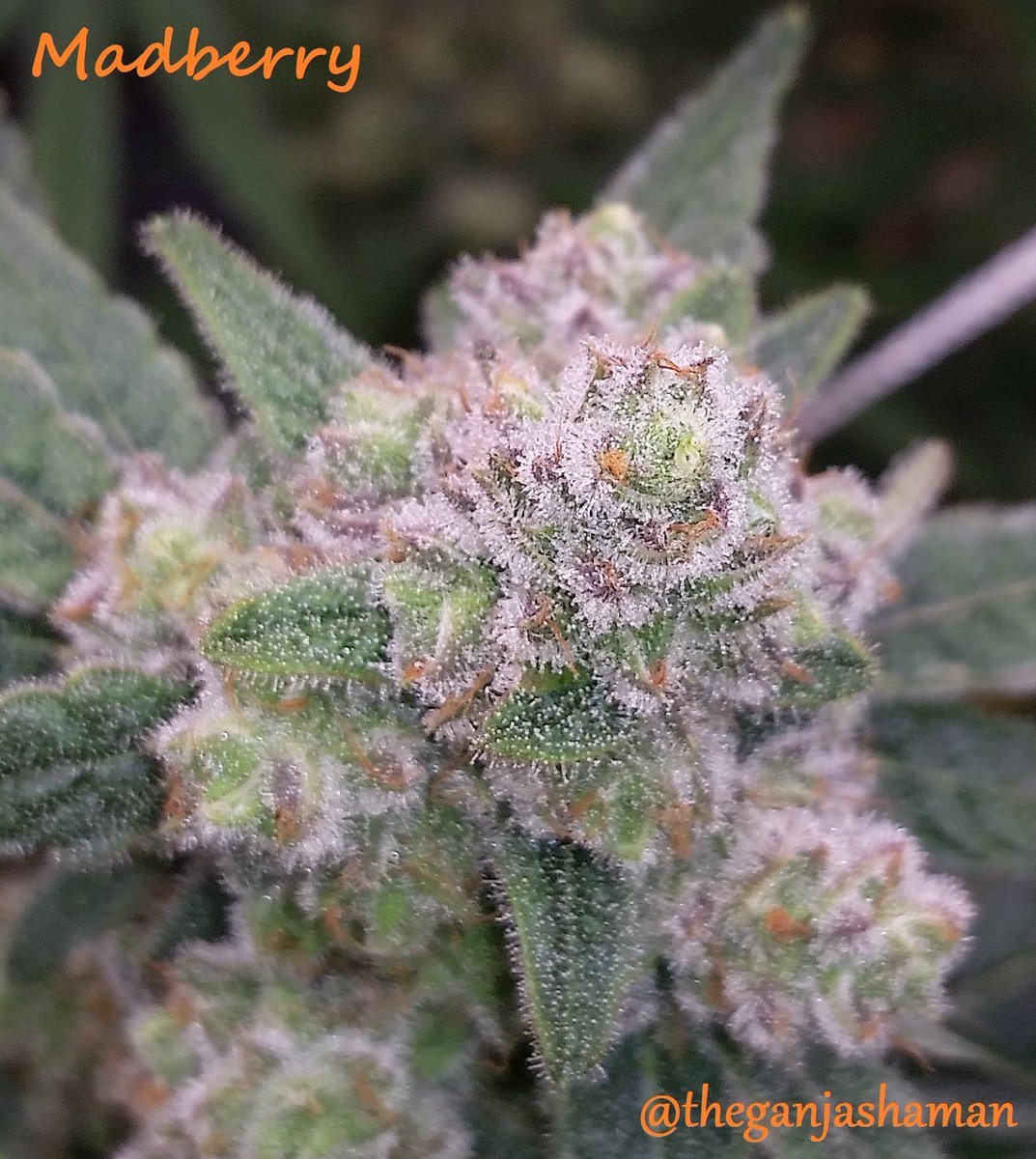 Deejay_Litmus's tweet photo. Madberry week 7
#FluenceBioEng #cannabis #marijuana #michigan #highsociety #kush #maryjane #ganja #bud #mmj #topshelflife #sativa #coco https://t.co/cyi3d21b10