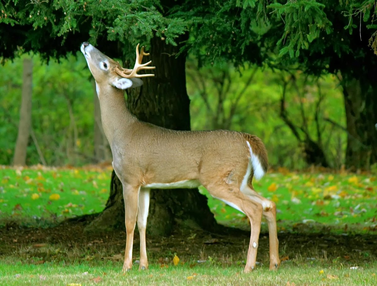 TXOutdoorRepub's tweet photo. U.S. Hunters Take More Mature Bucks Than Yearlings For Second Year - https://t.co/Ha3y7Y2HGj https://t.co/C2UgRFVemC