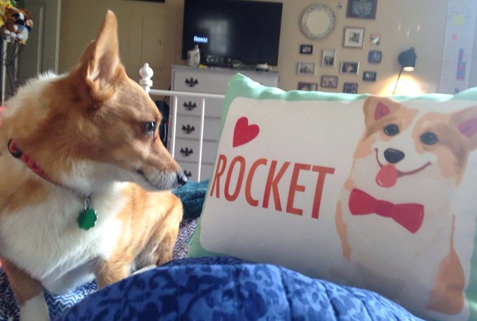 actual corgi lover (@DavidWayneElias) / Posts / X