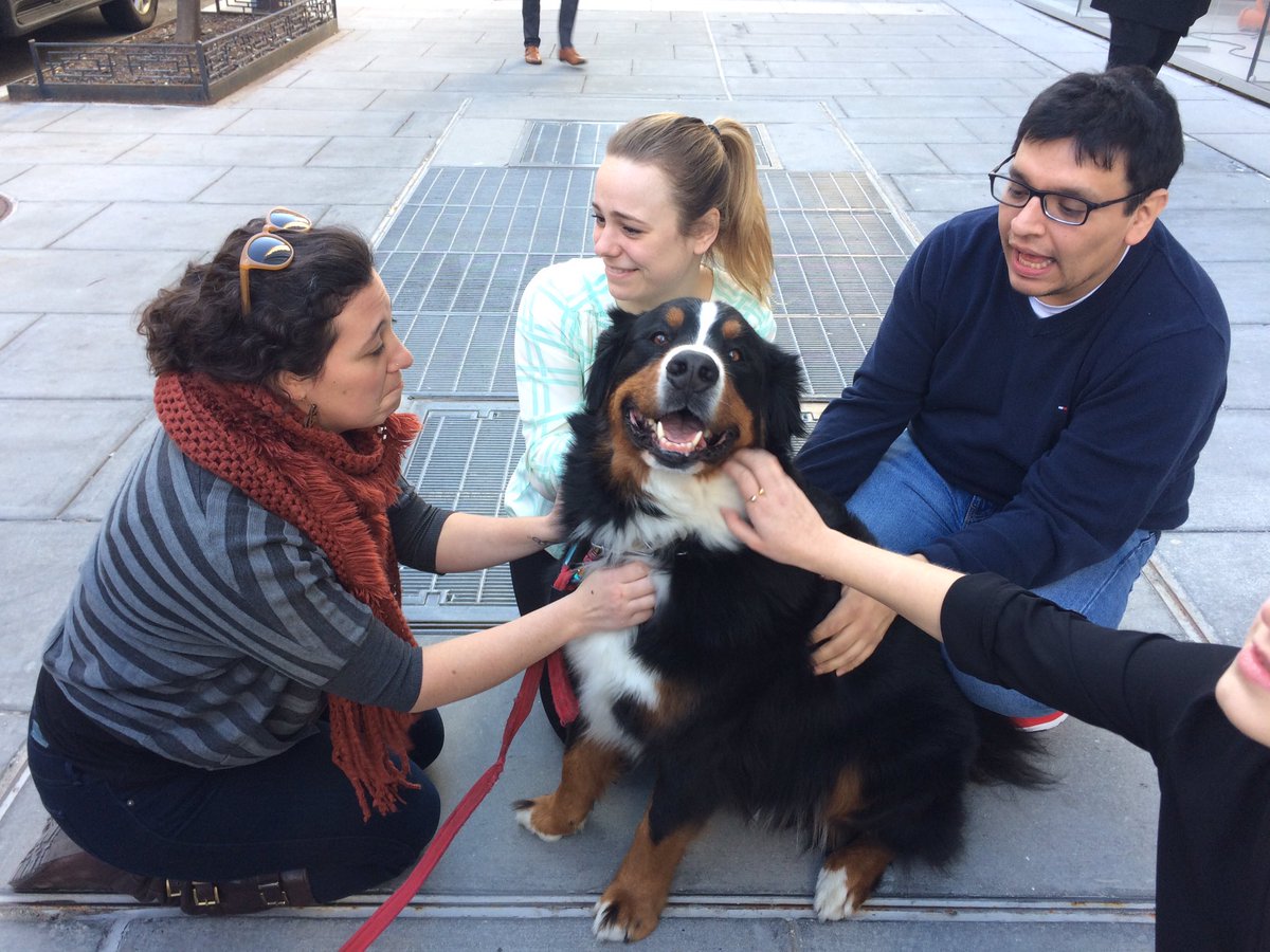 AliceOllstein's tweet image. Happy pupper, happier coworkers. #dogprogress