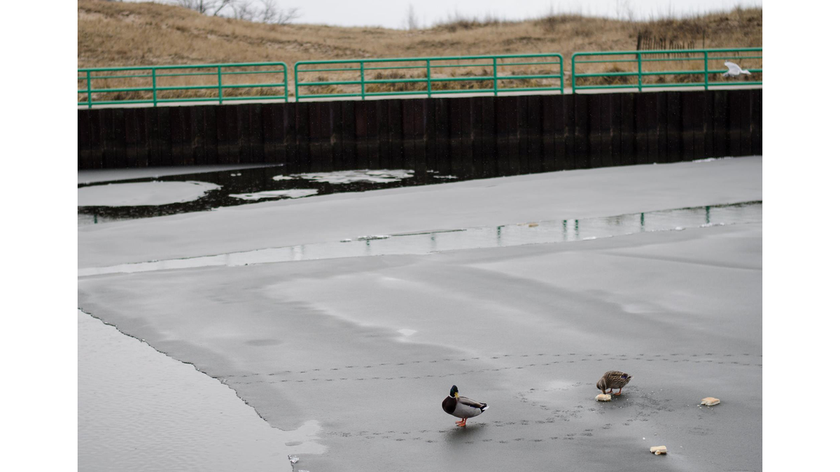 wzzm13's tweet image. "This Weather's for the Ducks" from @wzzm13wx viewer Maggie at #MearsStatePark Wednesday #wmiwx #miwx @WeatherNation