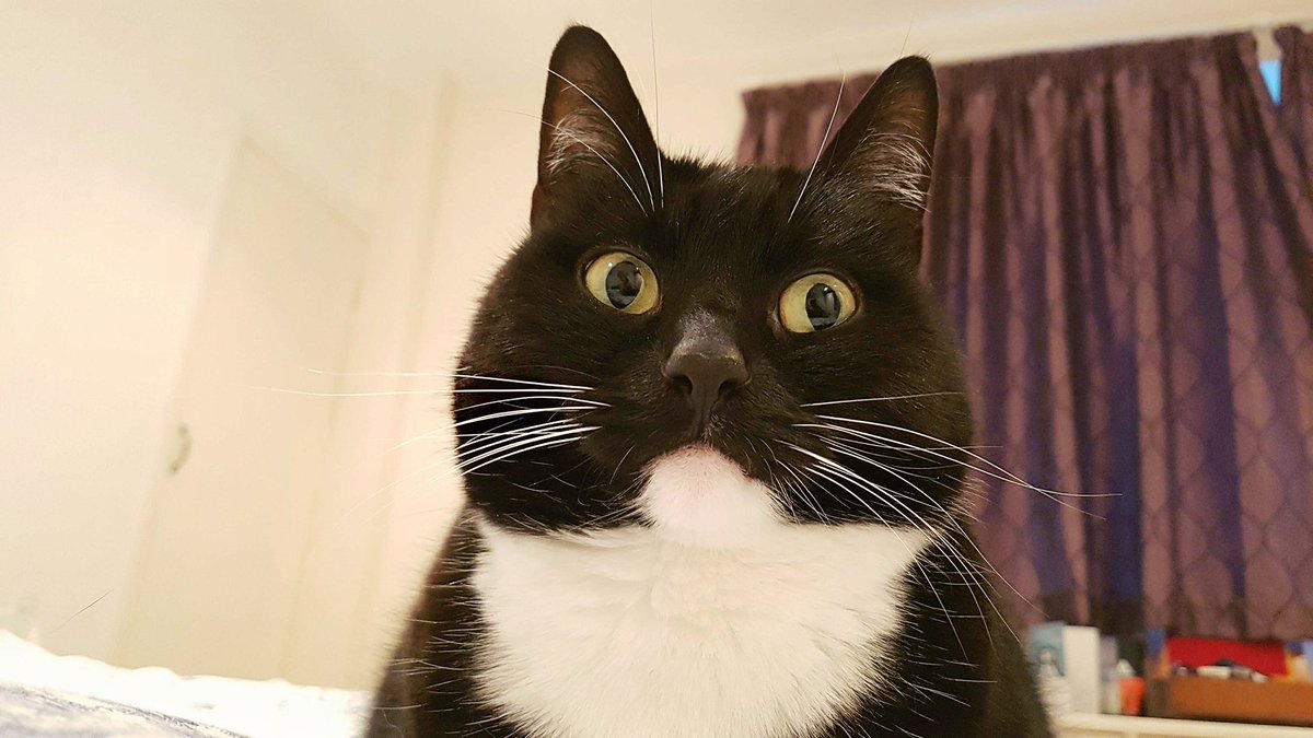 CuriousZelda's tweet photo. For each retweet, Bell will donate 5¢ to Canadian Mental Health programs. Meowvellous cause! #BellLetsTalk https://t.co/vAMZikzIPt