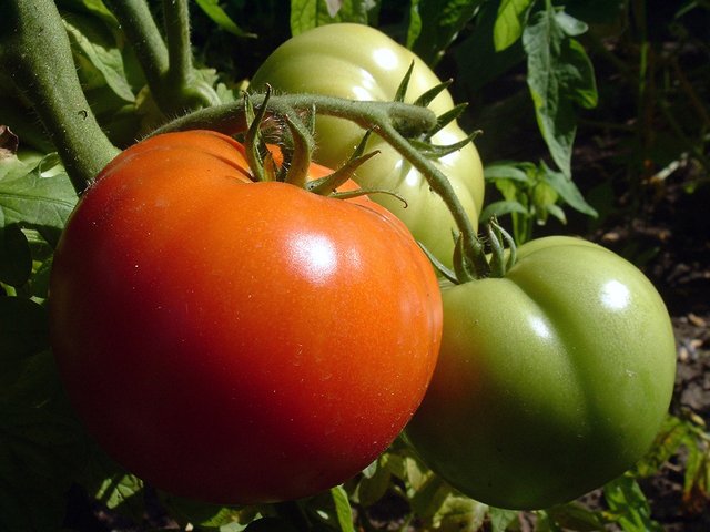 UNHExtensionHC's tweet photo. Garden Planning Tip: Resistant varieties should be part of the first line of defense for gardeners. https://t.co/J1aGUESPpt https://t.co/gRBTrf5s4n