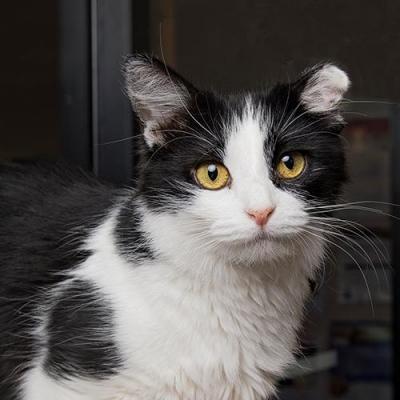 Nashville Cat Rescue tweet media