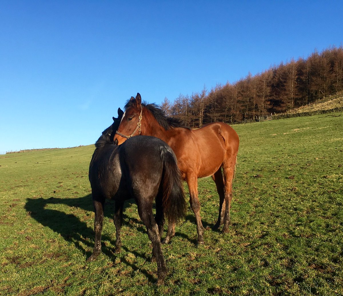 Readswoodstud's tweet image. @Lanwades BAY COLT BY @SirPercy_sire from family of #ANABAA and GREY FILLY BY #AUSSIERULES from family of #SATONOCROWN #today #PeakDistrict