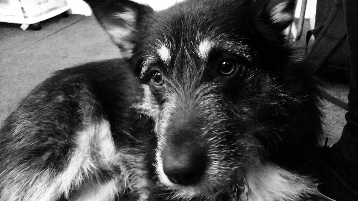 SallyMortemore's tweet image. This beautiful photo of my Groucho was taken by the lovely man that is @sam_goodchild @SamGPhotos @Actorum ... so many thank yous ❤️