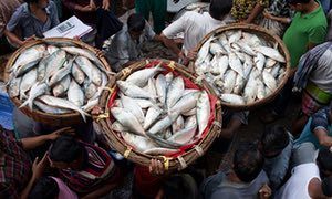UN_Water's tweet image. How warming seas are forcing fish to seek new #waters.
via @guardian buff.ly/2k9Vz4W
