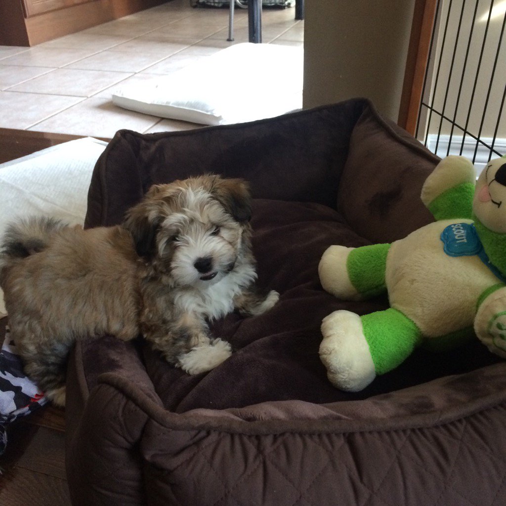 levymich's tweet image. My puppy Rocky!