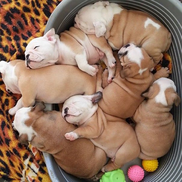 hellahungryy's tweet photo. bulldog puppiess!! ❤️❤️❤️ https://t.co/Ia9IiIpM0u