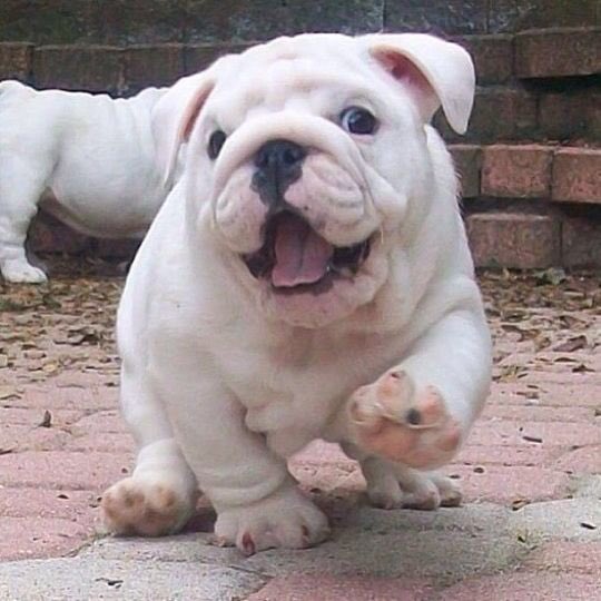 hellahungryy's tweet photo. bulldog puppiess!! ❤️❤️❤️ https://t.co/Ia9IiIpM0u