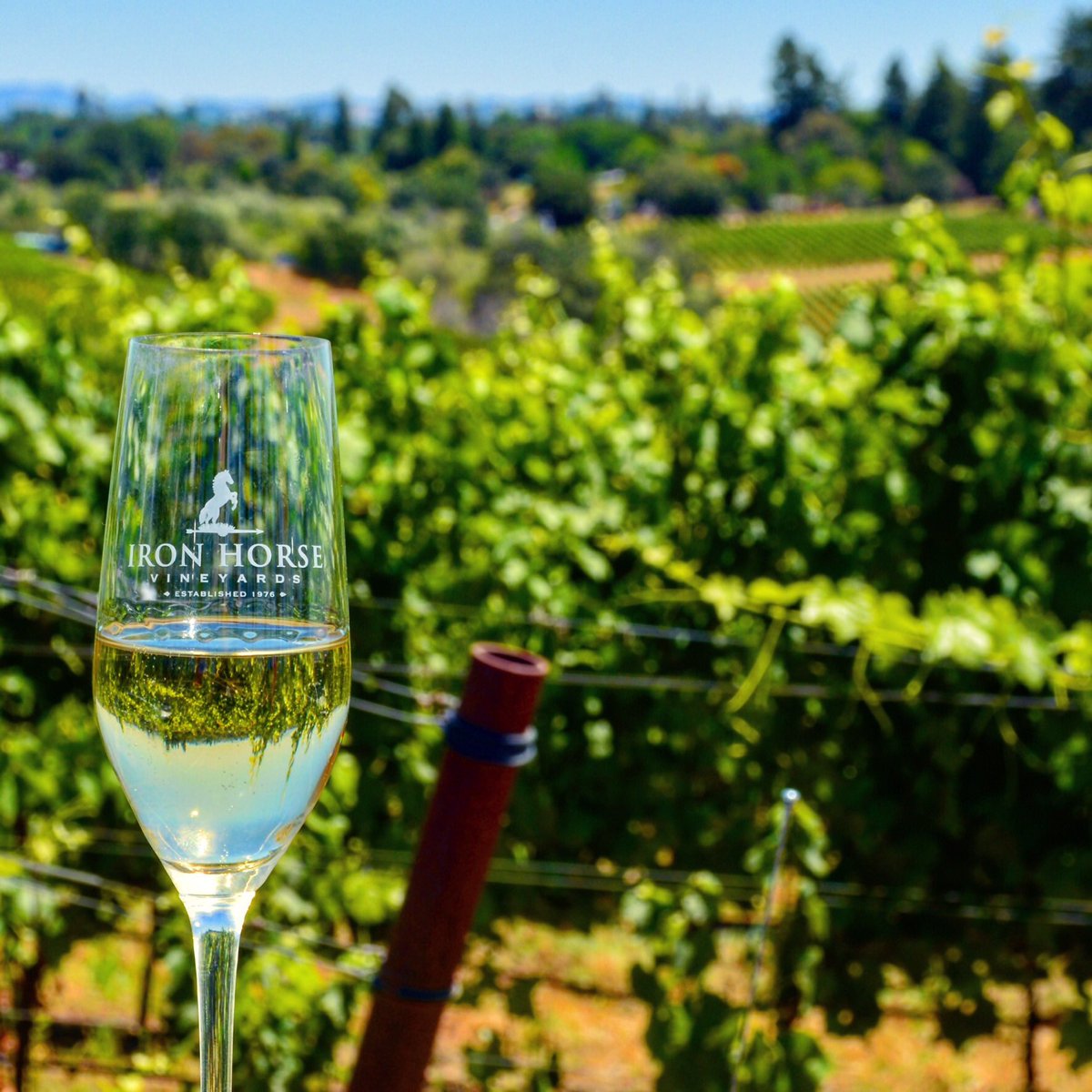 DiscoverSonomaCoWine (@dscwine) on Twitter photo #WineRoad represents some of #SonomaCounty 's best Wineries from big to small
Bubbles, red or white they are all here
 #SonomaChat #WineRoad represents some of #SonomaCounty 's best Wineries from big to small
Bubbles, red or white they are all here
 #SonomaChat