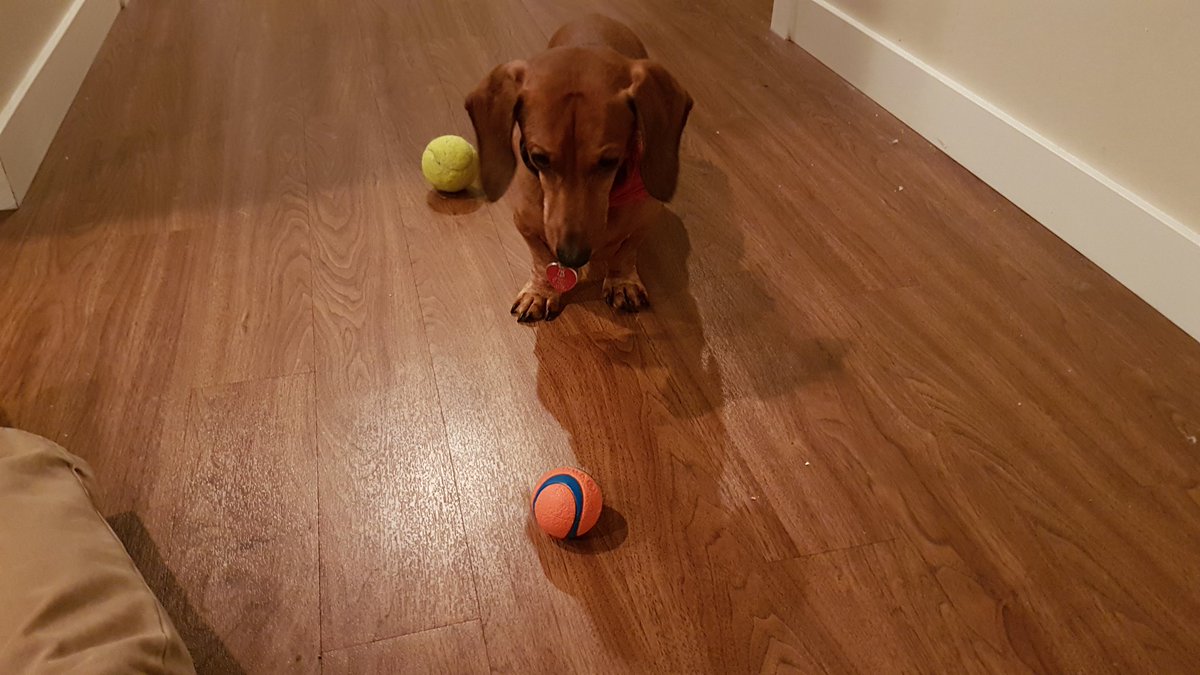 BonksMullet's tweet photo. For every RT this receives, Maximus will ask me to throw the ball again (for up to 10,000 RTs) #BellLetsTalk https://t.co/AzWI8Czr7R
