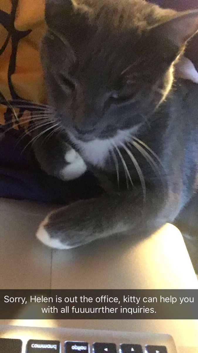 haking's tweet image. #WorkingKitty is working.