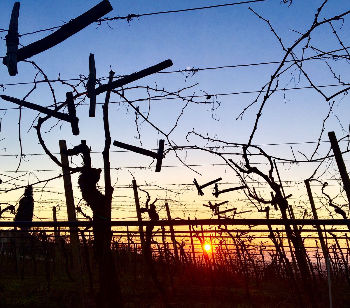 SoaveUSA's tweet photo. The 'pergola veronese' trellising can be as high as 2 yards from the ground. Pruning at sunset in #soave. #vineyardlife https://t.co/sNNTEXOeH5