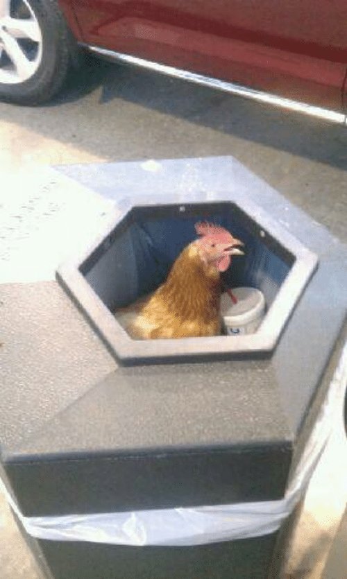 ItsSnowJoke's tweet image. 