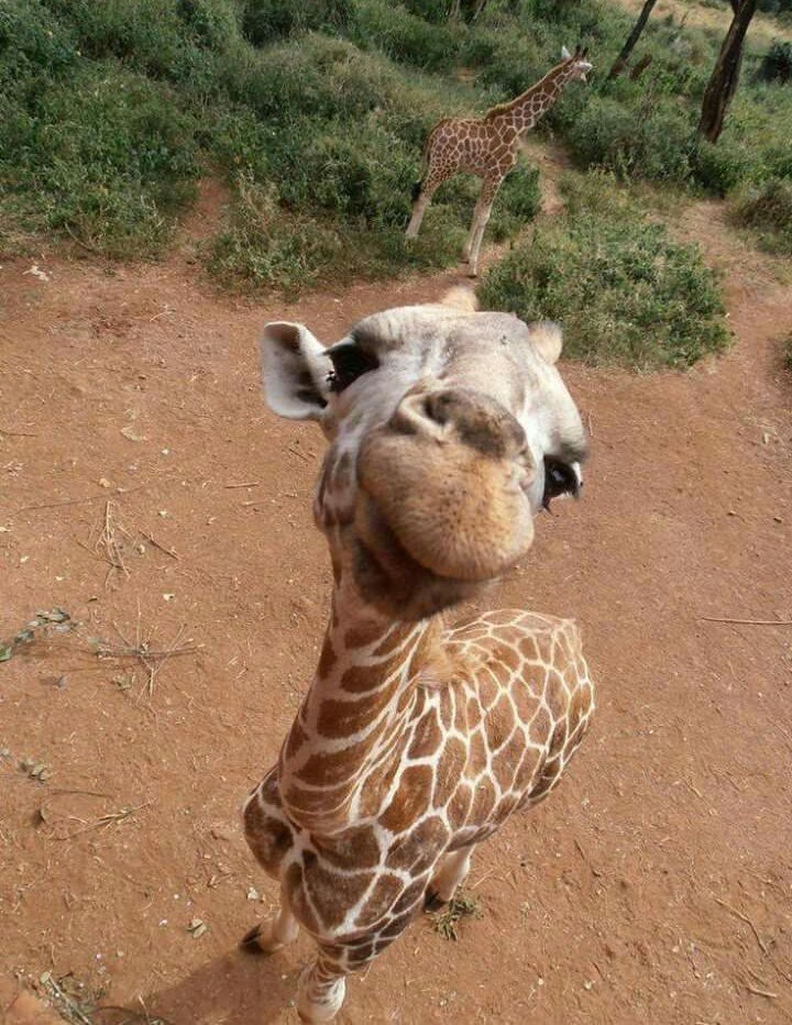 Lucreziulla's tweet image. Ecco a voi una giraffa felice per farvi felici