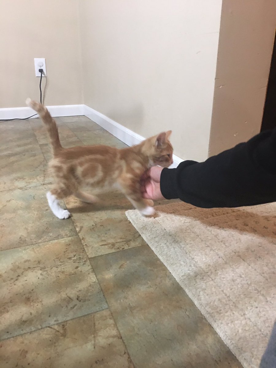 verngilroy's tweet photo. @bosstackett4 @GilroyVlogs @_little_britt_  here are the pics of Sunny and Oakley. Sunny is basic orange striped and Oakley has cool designs https://t.co/4h5vzuyo3P