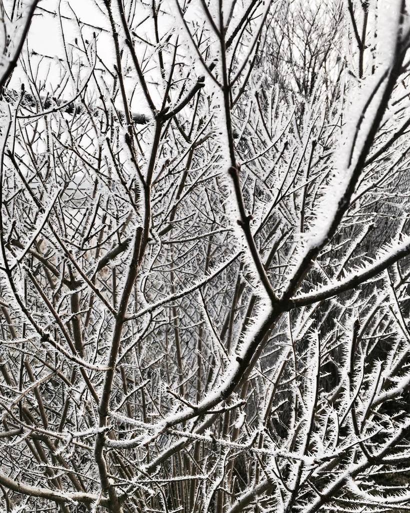 PortraitHaarlem's tweet photo. Still ❄️
#nature #inspiration #portraitprojects #naturelovers https://t.co/muBOXCa36F | https://t.co/9YIBiMMesY