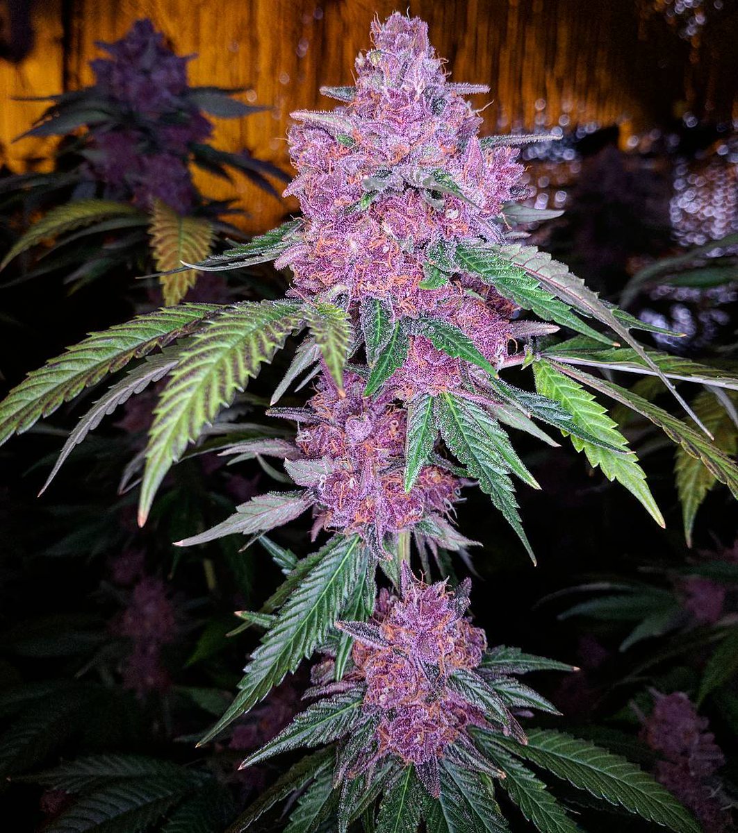 cannafo's tweet image. Pic of the day! What would you name this beauty? #cannafo #cannabis #marijuana #weed #growing