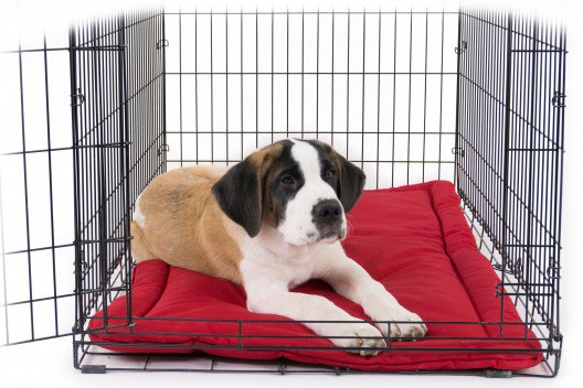ProPetHero's tweet photo. Chew Proof Guarantee - yep you read that right & this is on a dog bed! #dogsafe #chewproof #dogsafebed #ProPetHero https://t.co/ECWkoXEgCm https://t.co/AUhBRjVXuW
