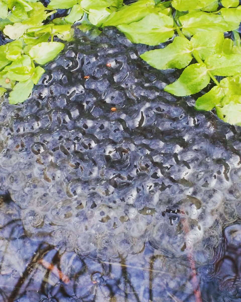 ndevonwildwatch's tweet photo. Frogs have been busy in #northdevon @hakefordwoods  @BBCSpringwatch @BBCWinterwatch @froglifers @DevonWildlife @explorethecoast https://t.co/HRumTjzuDe