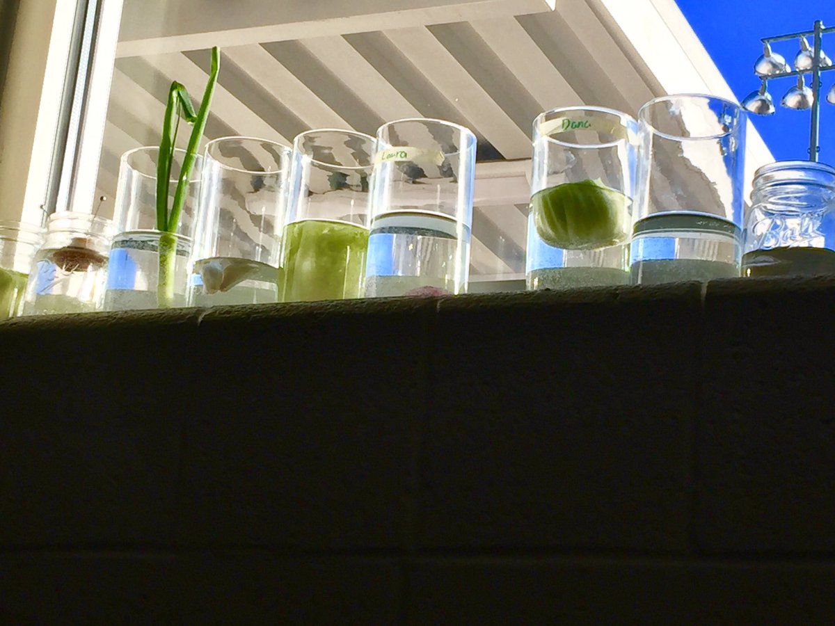 greenthumbcats's tweet photo. Experimenting with stages of a plant life cycle with common veggies! #waterasthesubstrate #observingchanges #notallbeginswithseed https://t.co/F7gHVQ2cke