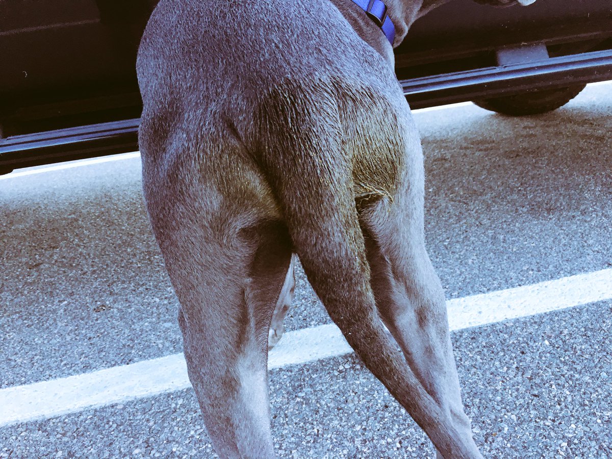 TylerSouthern's tweet photo. Get a dog they said.
It'll be fun they said.
#greatdaneproblems https://t.co/PeWfV5Z1pL