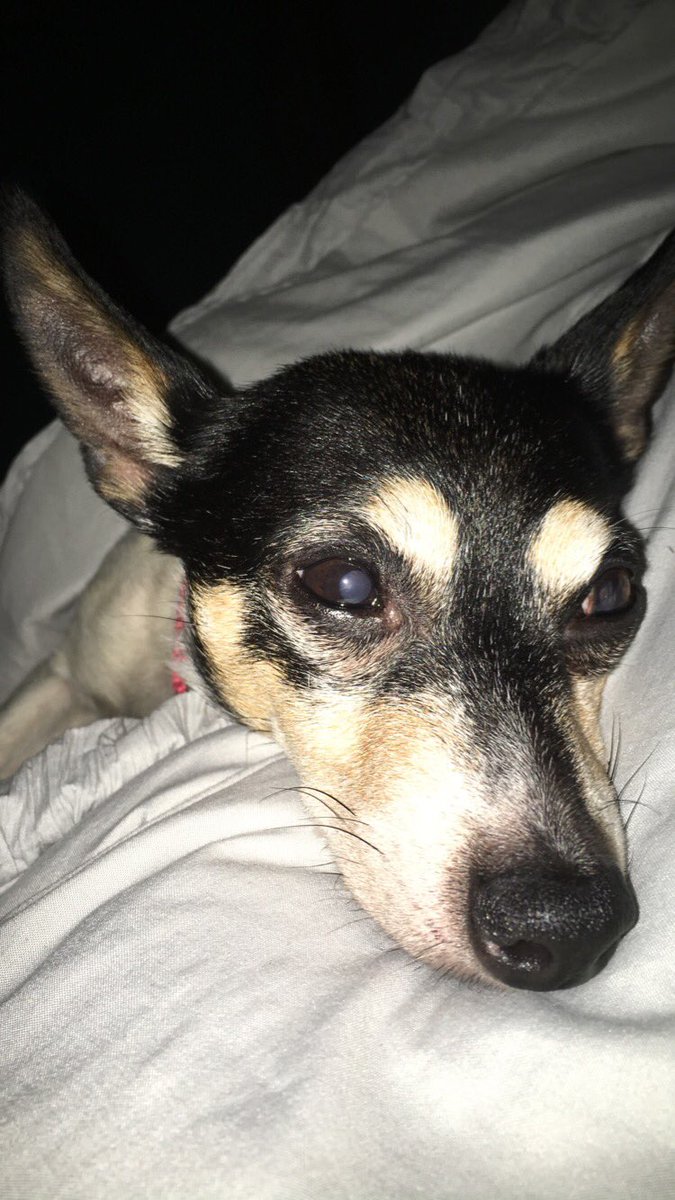 HaleyNabors's tweet photo. 💕🐶💕 https://t.co/W1bDqhVG0r