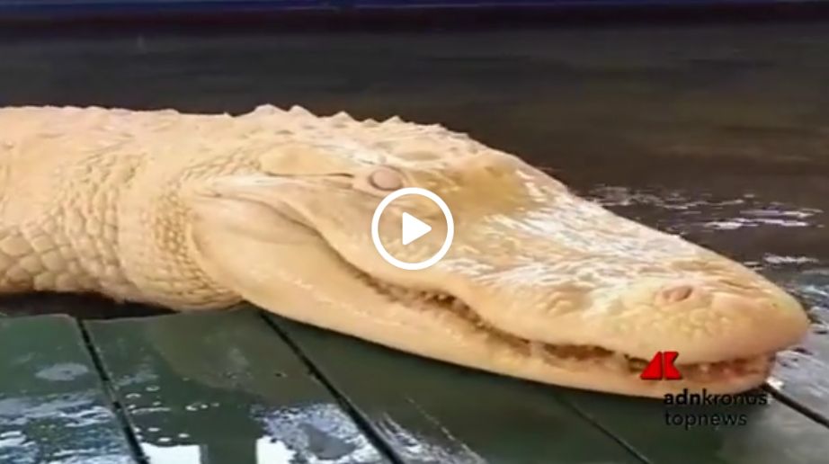 Adnkronos On Twitter Ecco Pearl Il Coccodrillo Albino Che Fa Impazzire Il Web Video Https T Co 0zt8fktkrk