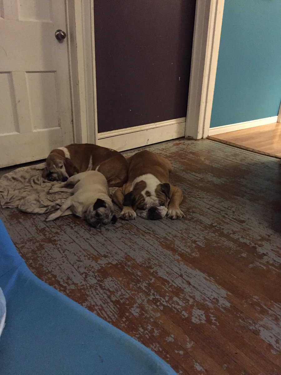 LaurieP77's tweet photo. These puppy's make me happy #BellLetsTalk https://t.co/fQWqlmNbP1