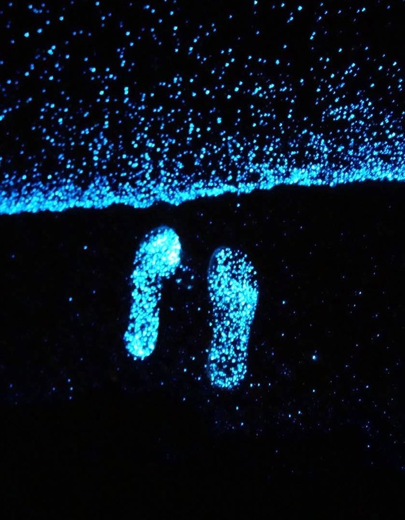 milkawaii's tweet photo. Sea of Stars on Vaadhoo Island in the Maldives https://t.co/NKqw9WoStU