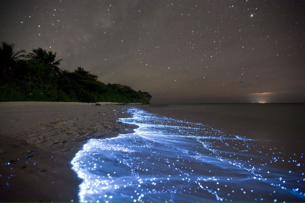 milkawaii's tweet photo. Sea of Stars on Vaadhoo Island in the Maldives https://t.co/NKqw9WoStU