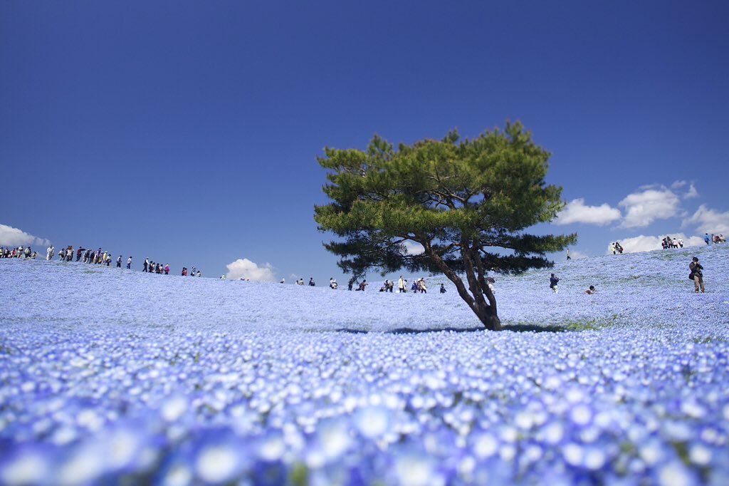 milkawaii's tweet photo. Hitachi Seaside Park in Hitachinaka, Ibaraki, Japan https://t.co/gzORkfykrw
