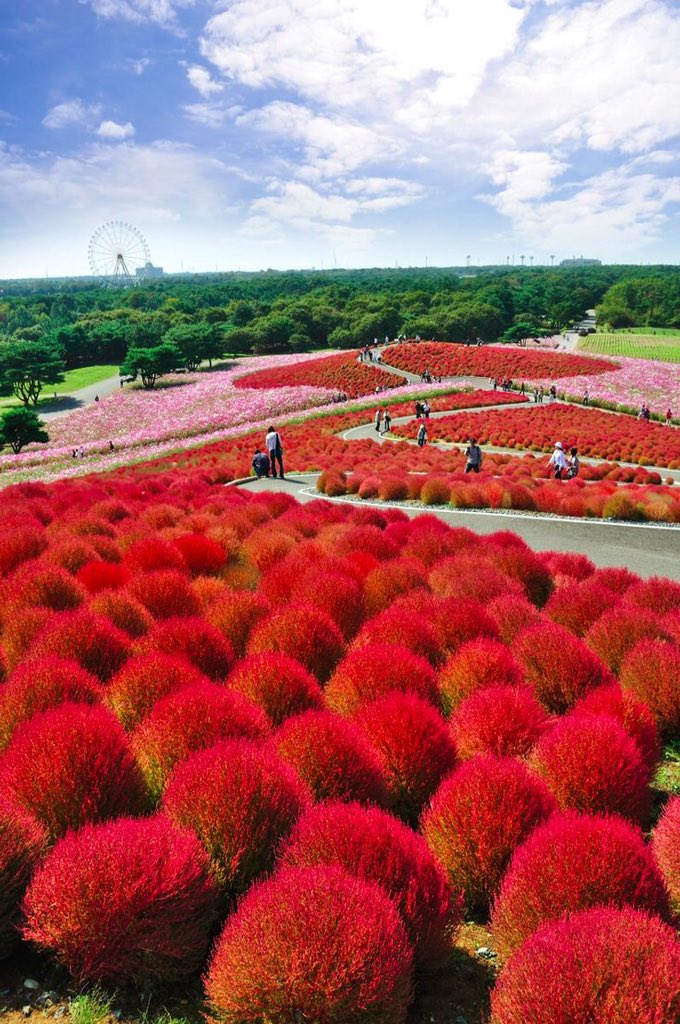 milkawaii's tweet photo. Hitachi Seaside Park in Hitachinaka, Ibaraki, Japan https://t.co/gzORkfykrw