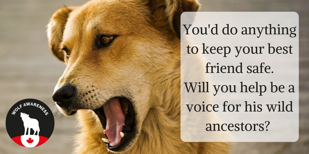 wolfawareness's tweet photo. Stop Western #Canada's Wolf Kill #4theLoveofDog! CALL 2 ACTION! Add your voice, bark, howl: #NoWolfCull https://t.co/BOVTPDBfzV https://t.co/OJKGCcEWFA