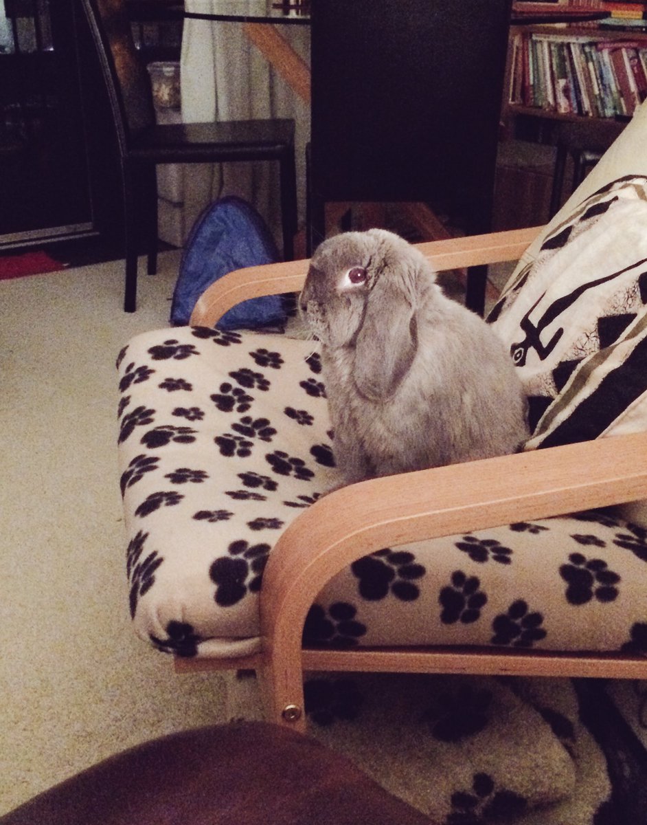 Bud_thebunny's tweet photo. Is it just me or does Bud look suspicious? #bunnyantics #bemorebun https://t.co/IQi4X97DVd
