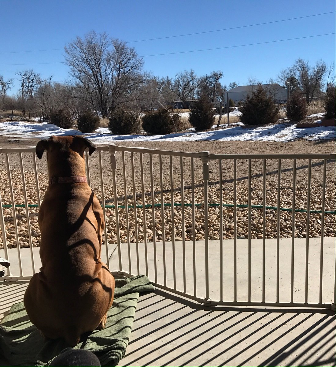 southernakgirl's tweet photo. @BoxerDogUnion @PetsNCritters @CUTEST_ANlMALS Wanted! Get out of jail free card #MONOPOLY #BoxerLife #dogsoftwitter #dogs #pets #intimeout https://t.co/j3Pwav77fd