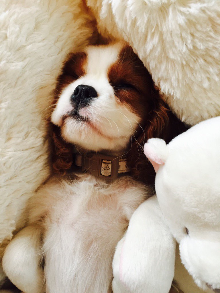 EvaGrace2016's tweet photo. But I'm sooo tired and cosy 😴 https://t.co/sNKY3UuiqX