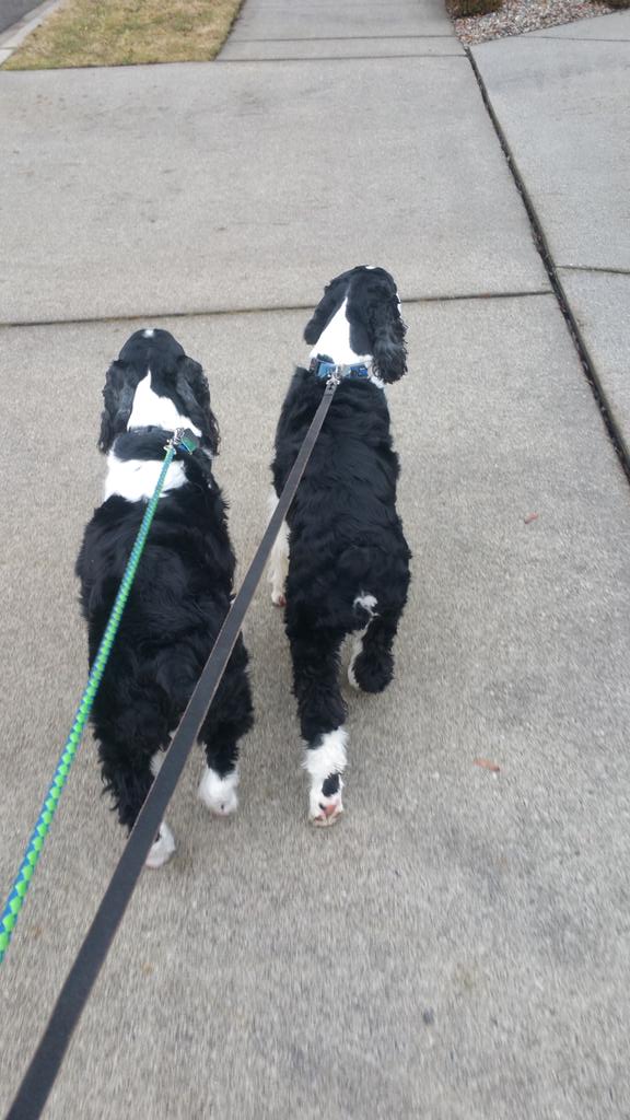 KimHarr71739825's tweet photo. The boys want to run, me not so much.
#babysteps #itsalifestylechange @MyPeakChallenge πͺπΆ https://t.co/YWHQH2UrTA