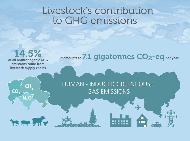 FAOKnowledge's tweet photo. #GHG emissions in livestock sector could be cut by 30% through wider use of already existing best practices https://t.co/TBD5ECjiPg https://t.co/agsKSrVQcC