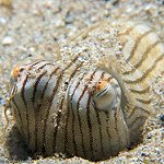 oceana's tweet photo. Ready to catch some zzzs? This #StripedPyjamaSquid knows the feeling https://t.co/DsdJV4UBj3