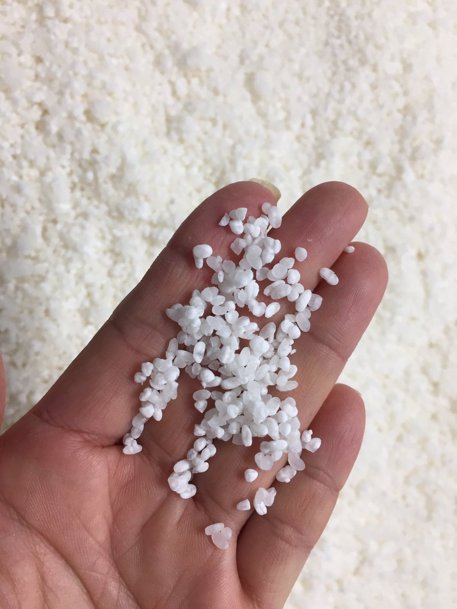 Mossburn_Bruce's tweet photo. Starch Becoming Sugar @AkashiTai @akashi_tai Koji Muro @MarussiaUK @AliceLascelles #sakemaking https://t.co/6i18pPgyvc