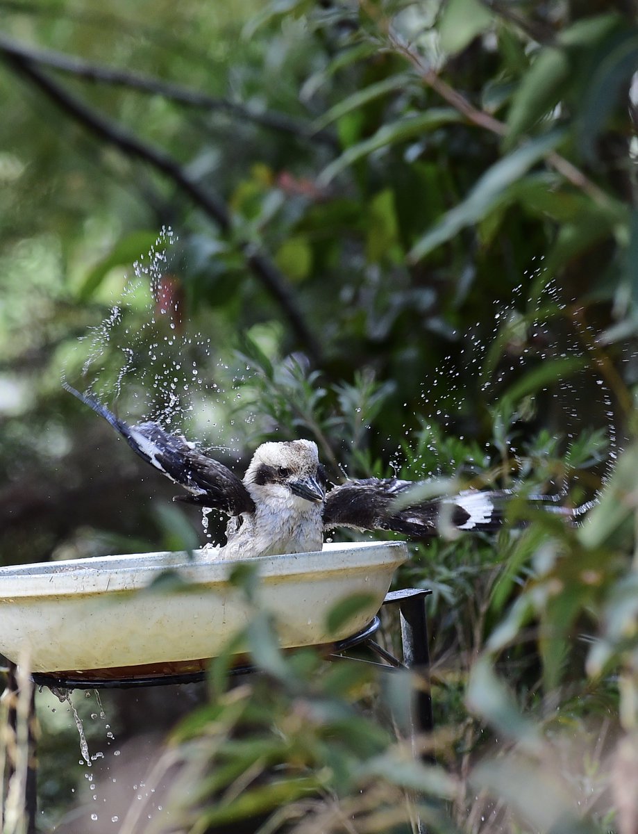 lawbrand's tweet photo. Baby #kooka bathing #kookabura #wildbird #merricksbeach #australia https://t.co/SNG3ZuveNI