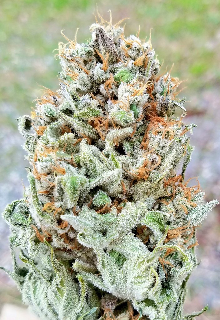 2tall4all's tweet photo. Champagne Diesel https://t.co/wQoR1bkhZj