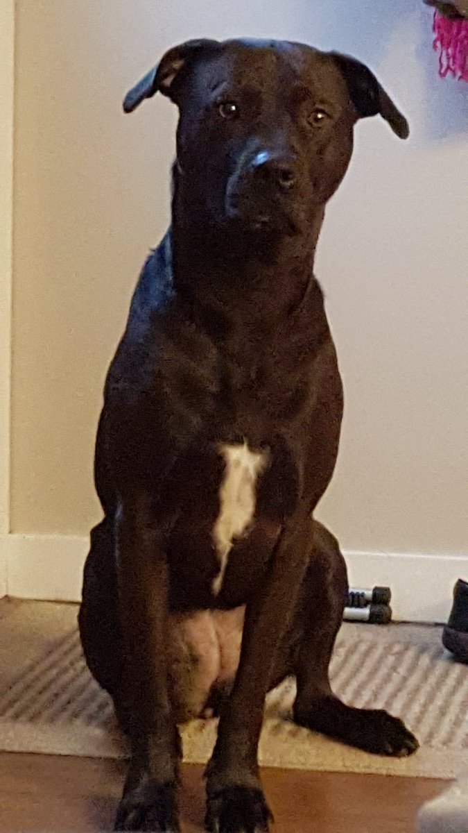 BrazinJulz's tweet photo. Someone doesn't care about #bellletstalk day.....she just wants her dinner https://t.co/MagnYLOVeF