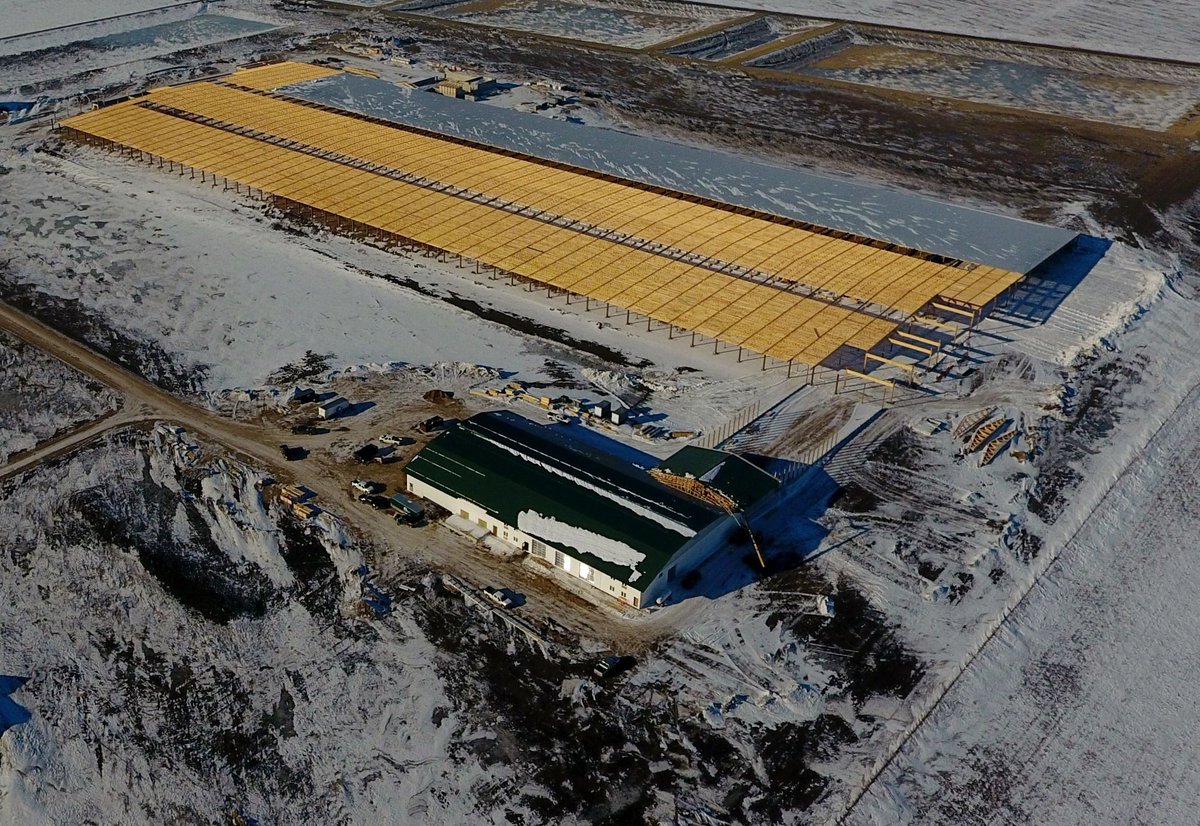 WulfCattle's tweet photo. The carpentry crew is working hard to put the roof on the holding pen at #DollymountDairy #Dairy #greatweather #construction2017 #Besafe https://t.co/6GKqsqkMpc