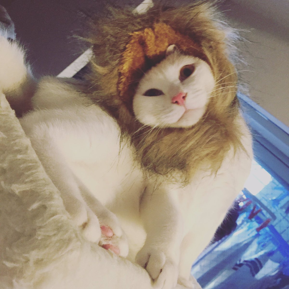 vba84123bmZTsJO's tweet photo. #cat #cute #kitty #kitten #animal  #heal #lovely #猫部 #ねこ部 #ネコ #猫 #ねこ #癒し #子猫 #guigui #桃太郎 #みにょん https://t.co/IzXWEzhuIX