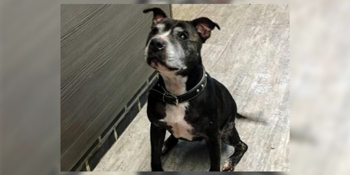 dailydot's tweet photo. Please, someone, anyone, adopt this adorable intersex dog in England: https://t.co/BFtmEE0Zr5 https://t.co/I2RfEaN6iK