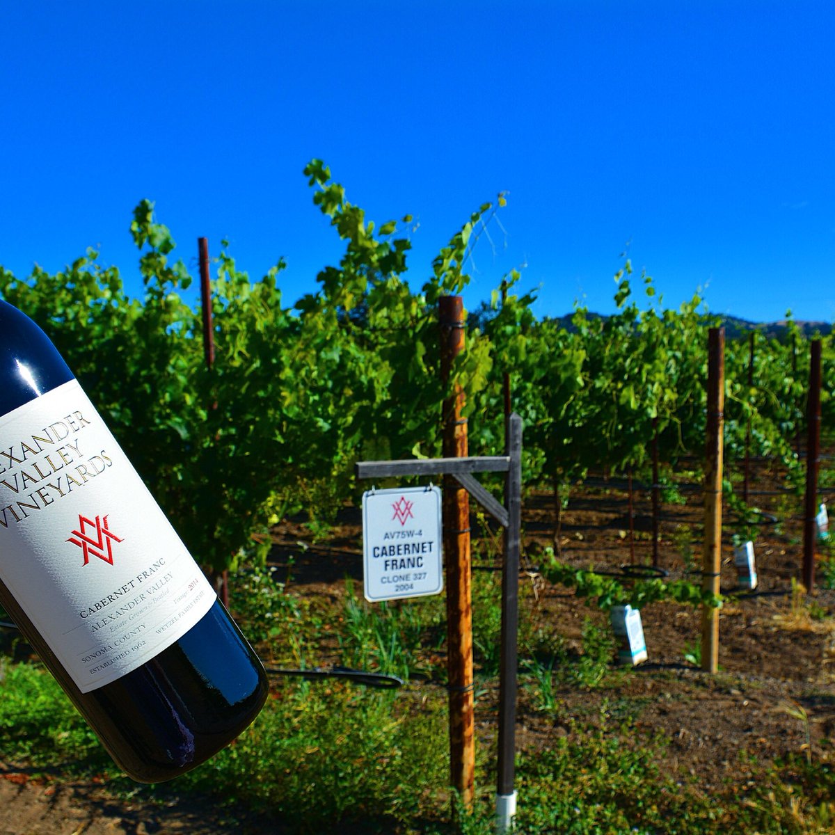 DiscoverSonomaCoWine (@dscwine) on Twitter photo In Alexander Valley there are so many great
Cabernet Sauvignon wines but I like Cab Franc too
#WineRoad <a href="/avvwinery/">Alexander Valley</a> #SonomaChat #DSCWine In Alexander Valley there are so many great
Cabernet Sauvignon wines but I like Cab Franc too
#WineRoad <a href="/avvwinery/">Alexander Valley</a> #SonomaChat #DSCWine
